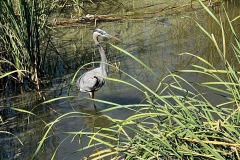 IMG_1885