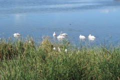 IMG_3121