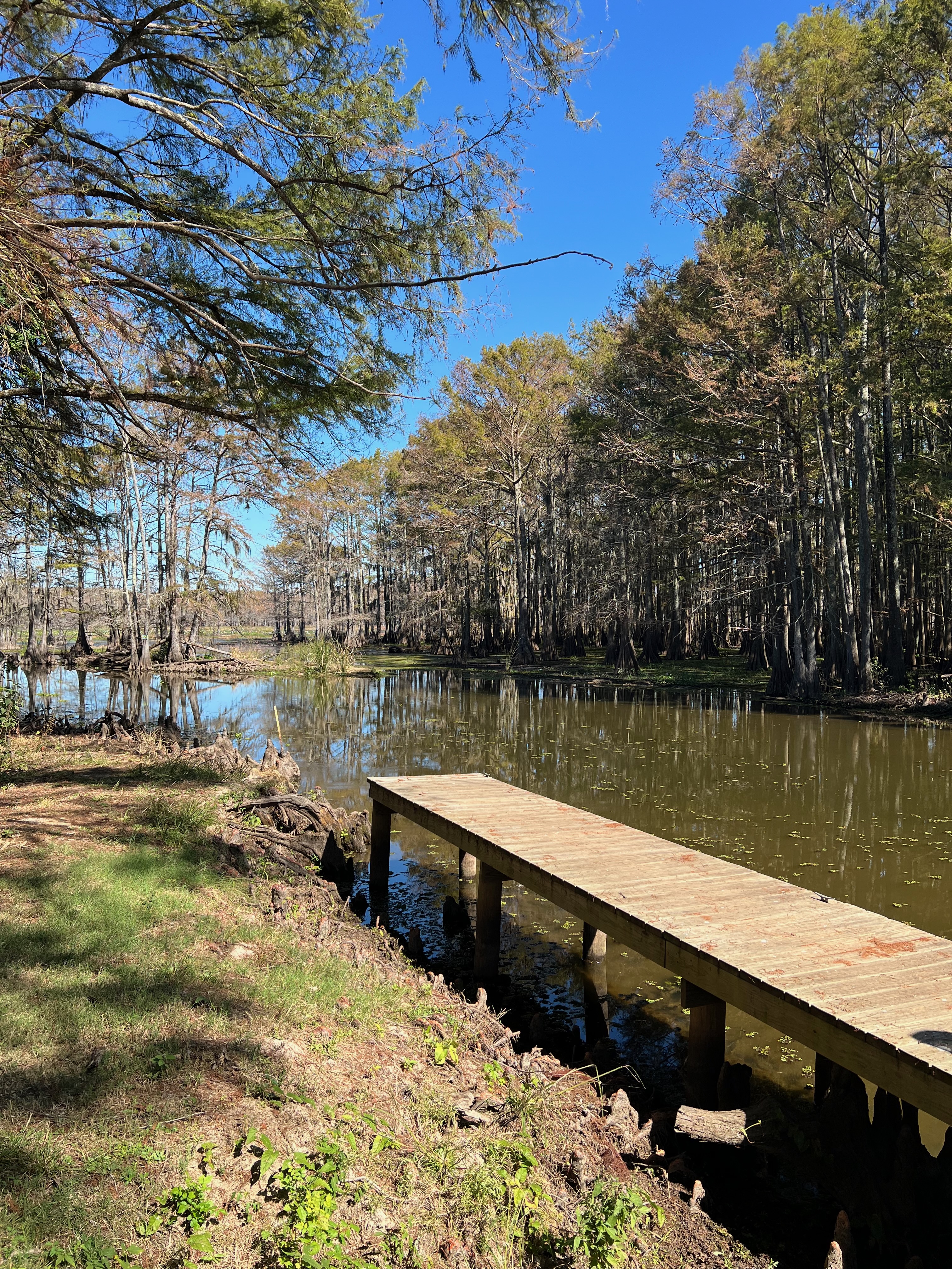 Beautiful-Caddo-Lake
