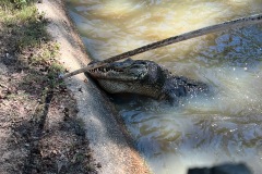 IMG_4342
